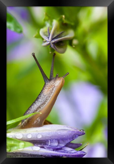 Lovely garden snail close up on flower Framed Print by Simon Bratt LRPS