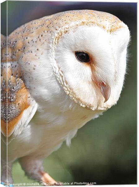 Gorgeous barn owl Canvas Print by michelle rook