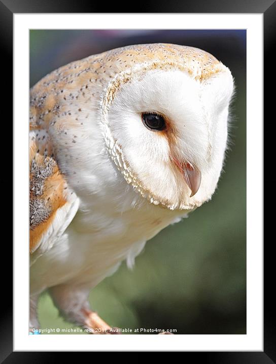 Gorgeous barn owl Framed Mounted Print by michelle rook