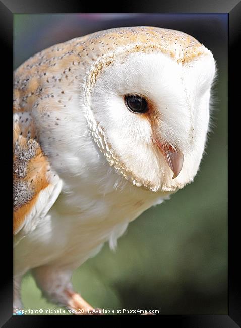 Gorgeous barn owl Framed Print by michelle rook