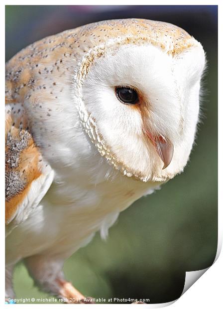 Gorgeous barn owl Print by michelle rook