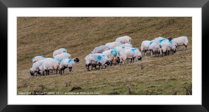 Hill Sheep Blues  Framed Mounted Print by Richard Laidler