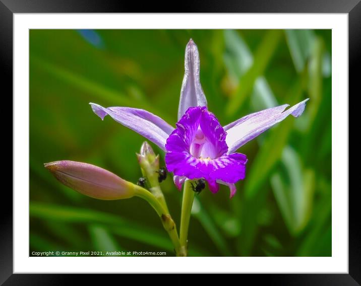 Wild Orchid Framed Mounted Print by Margaret Ryan