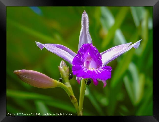 Wild Orchid Framed Print by Margaret Ryan