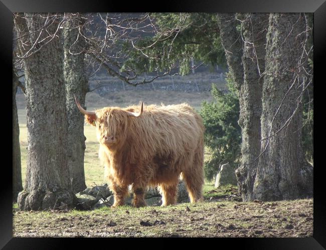 Highland Cow Framed Print by Thelma Blewitt