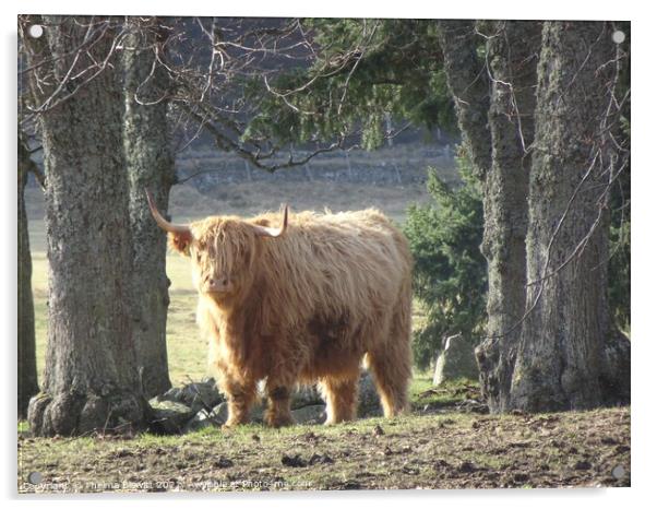 Highland Cow Acrylic by Thelma Blewitt
