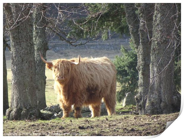Highland Cow Print by Thelma Blewitt