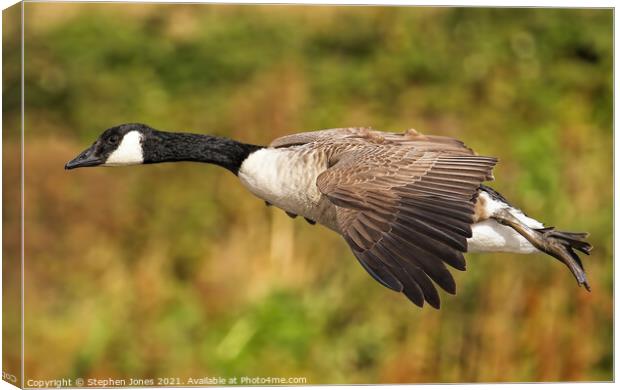 Canada Goose Low Pass Canvas Print by Ste Jones