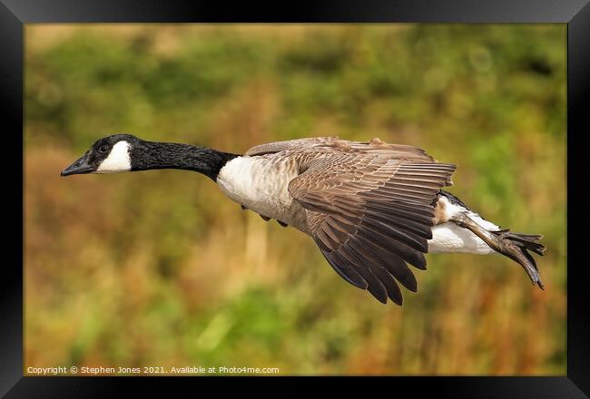 Canada Goose Low Pass Framed Print by Ste Jones