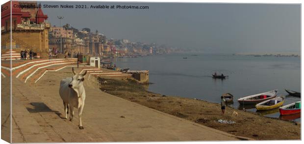 Sacred Cow of Varanasi Canvas Print by Steven Nokes