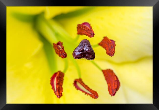 Lilly close up Framed Print by Oxon Images