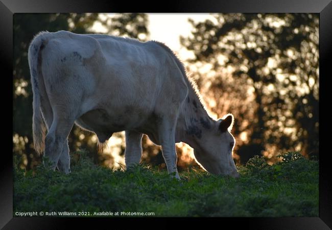 British Blue Steer Framed Print by Ruth Williams