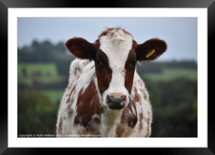 Ayrshire Heifer Framed Mounted Print by Ruth Williams