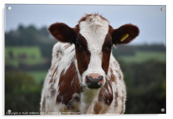 Ayrshire Heifer Acrylic by Ruth Williams