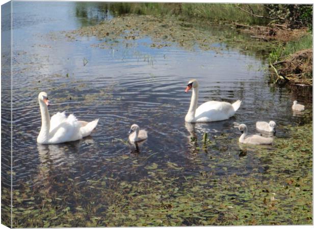Swans and signets Canvas Print by Peter Macvean
