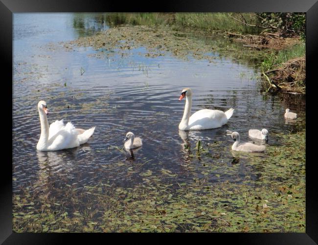 Swans and signets Framed Print by Peter Macvean