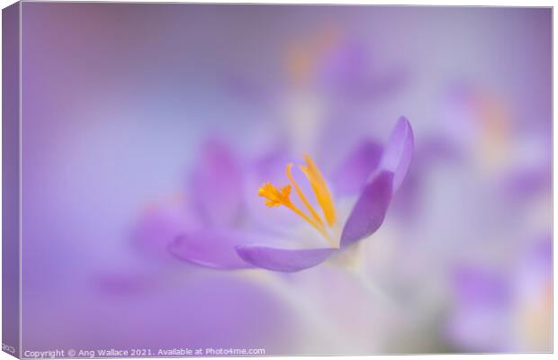 Dreamy lilac crocuses Canvas Print by Ang Wallace