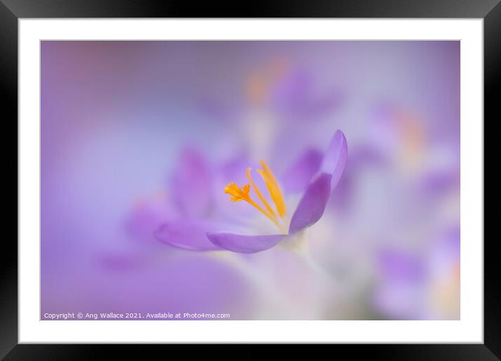 Dreamy lilac crocuses Framed Mounted Print by Ang Wallace