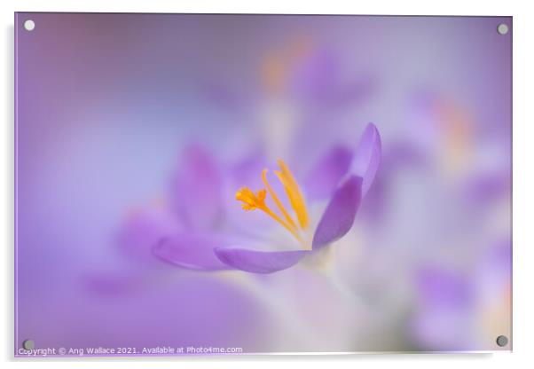 Dreamy lilac crocuses Acrylic by Ang Wallace