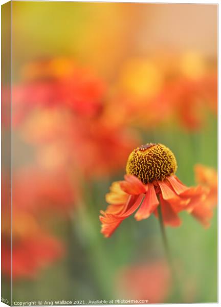 Orange Helenium Canvas Print by Ang Wallace