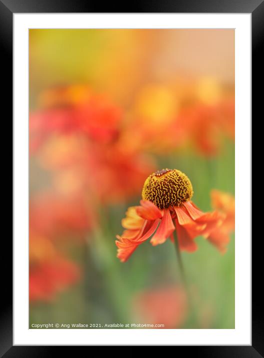 Orange Helenium Framed Mounted Print by Ang Wallace