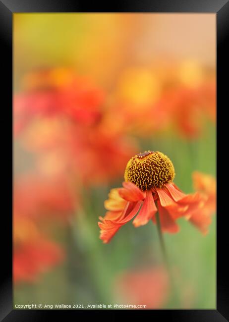 Orange Helenium Framed Print by Ang Wallace