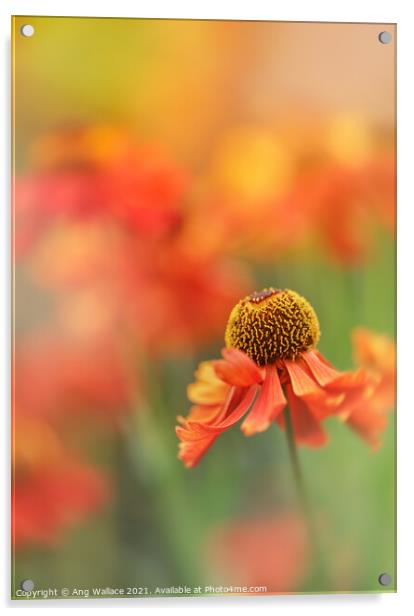 Orange Helenium Acrylic by Ang Wallace