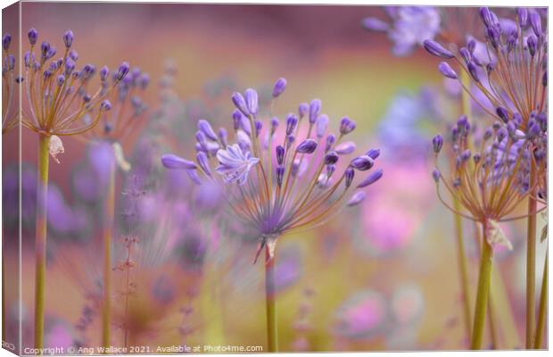 Alliums Canvas Print by Ang Wallace