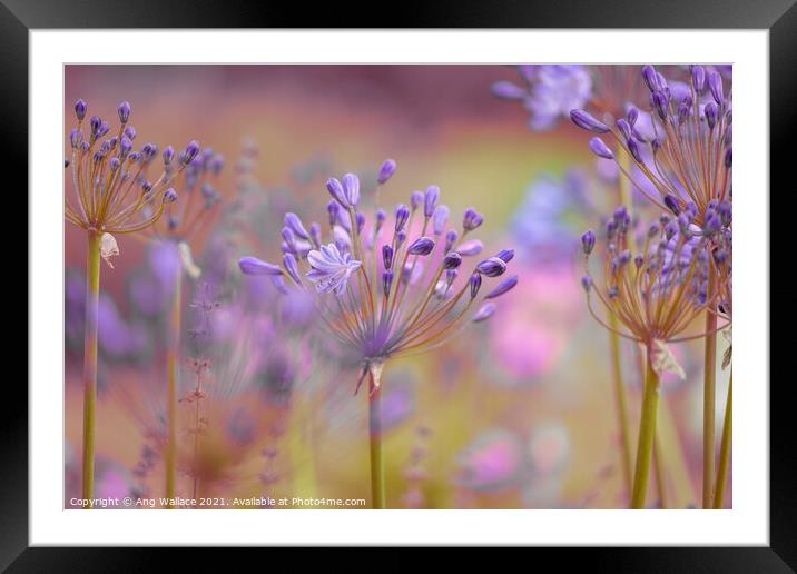 Alliums Framed Mounted Print by Ang Wallace