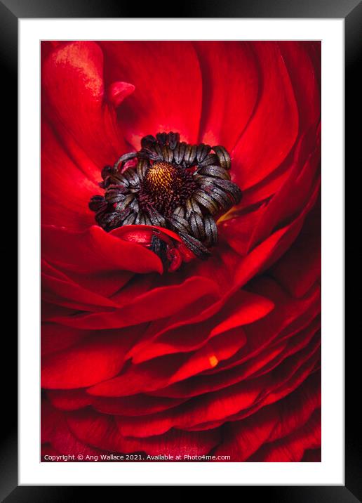 Red Ranunculus close up Framed Mounted Print by Ang Wallace