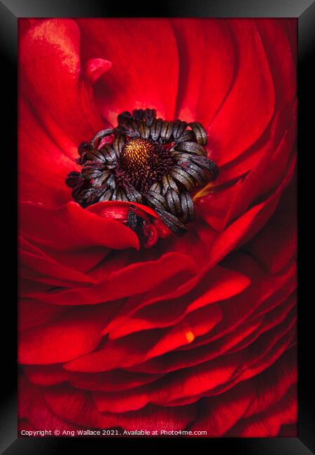 Red Ranunculus close up Framed Print by Ang Wallace