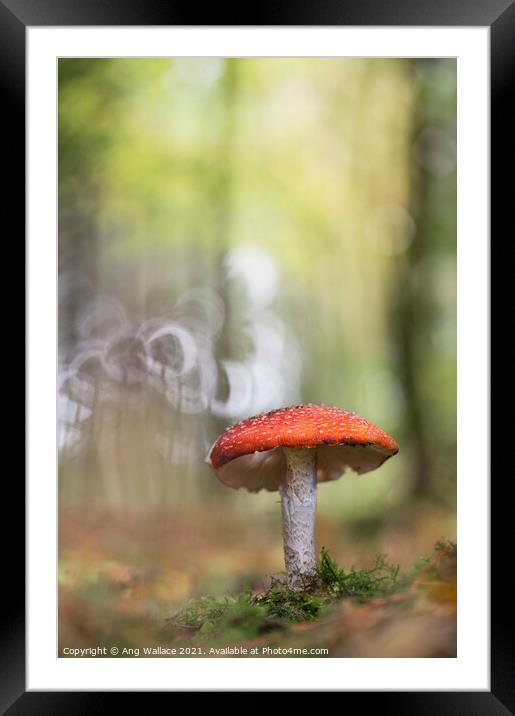 Fly Agaric mushroom Framed Mounted Print by Ang Wallace