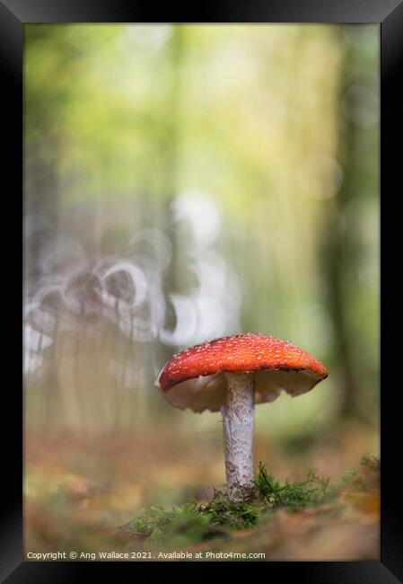 Fly Agaric mushroom Framed Print by Ang Wallace
