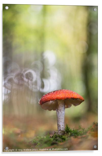 Fly Agaric mushroom Acrylic by Ang Wallace