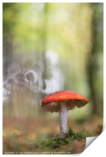 Fly Agaric mushroom Print by Ang Wallace