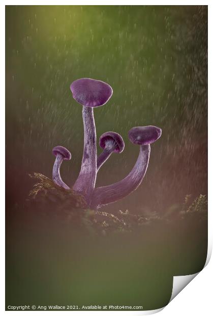 Amethyst deceiver mushrooms in rain Print by Ang Wallace