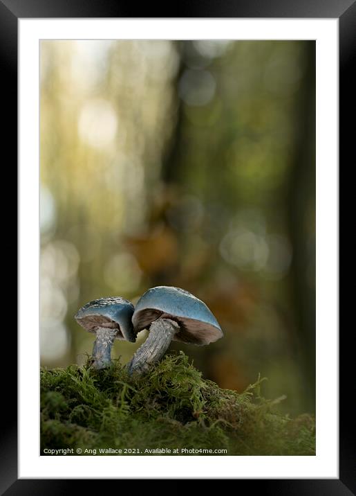 Blue roundhead mushrooms Framed Mounted Print by Ang Wallace