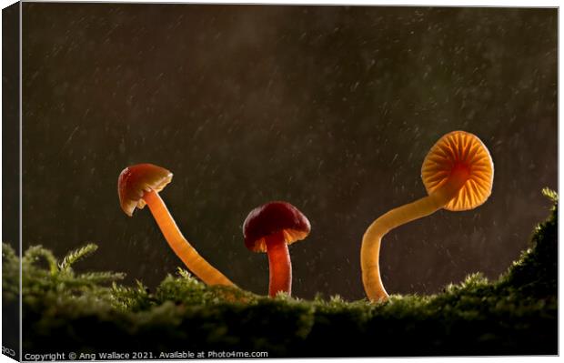 three waxcap mushrooms in rain Canvas Print by Ang Wallace