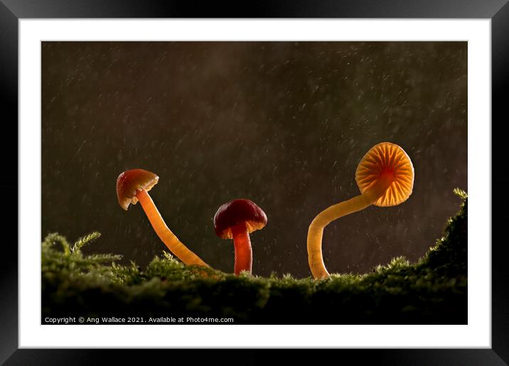 three waxcap mushrooms in rain Framed Mounted Print by Ang Wallace