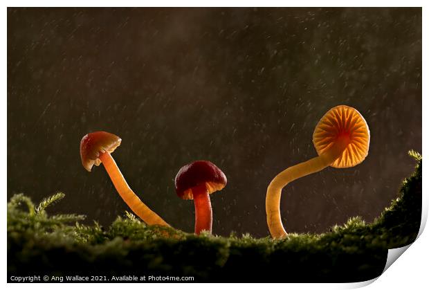 three waxcap mushrooms in rain Print by Ang Wallace