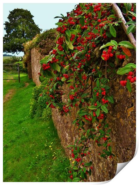 Brightly Berried Farmhouse Wall Print by Heather Goodwin