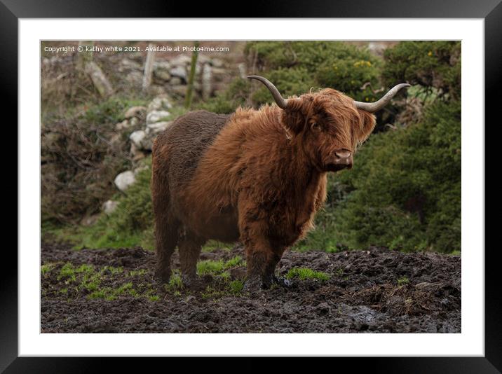 Majestic Highland Cattle Grazing in Muddy Fields Framed Mounted Print by kathy white