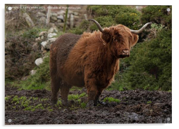 Majestic Highland Cattle Grazing in Muddy Fields Acrylic by kathy white