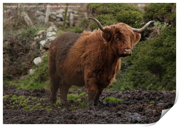 Majestic Highland Cattle Grazing in Muddy Fields Print by kathy white