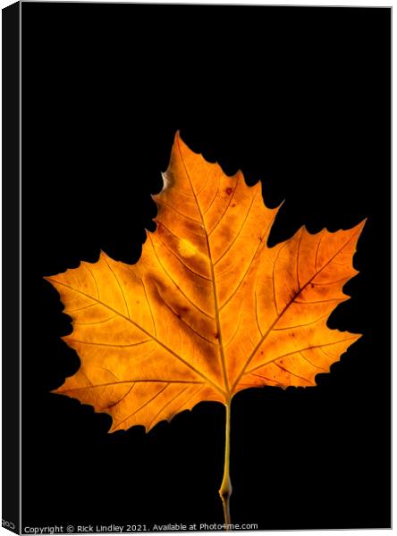 Autumn Leaf Canvas Print by Rick Lindley
