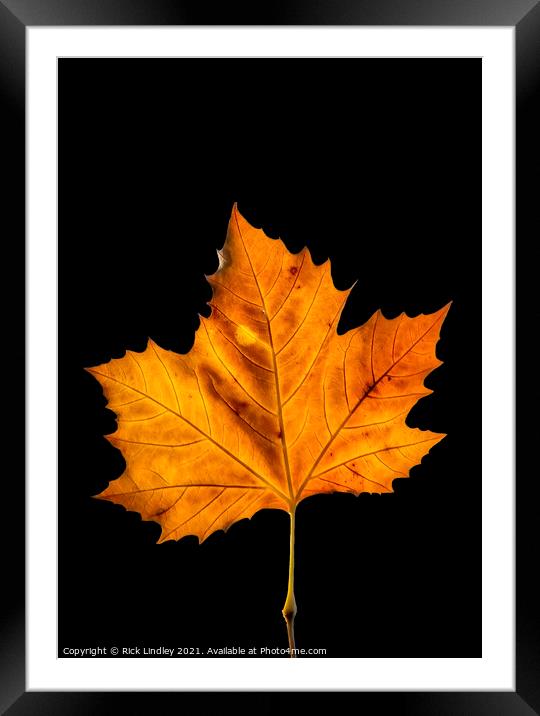 Autumn Leaf Framed Mounted Print by Rick Lindley