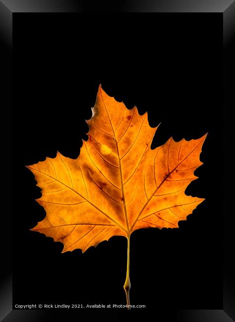 Autumn Leaf Framed Print by Rick Lindley