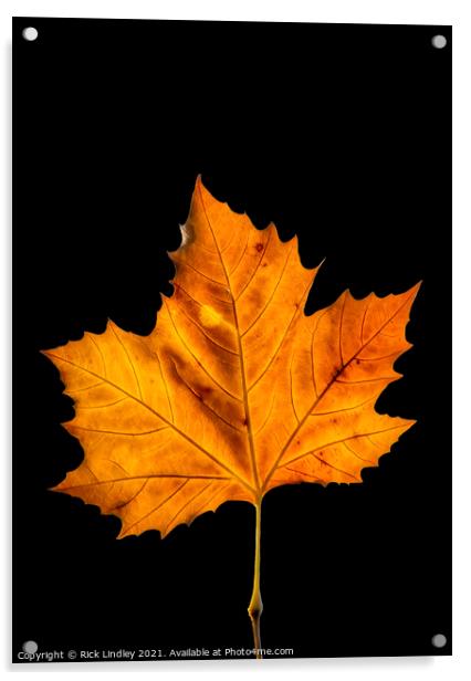 Autumn Leaf Acrylic by Rick Lindley