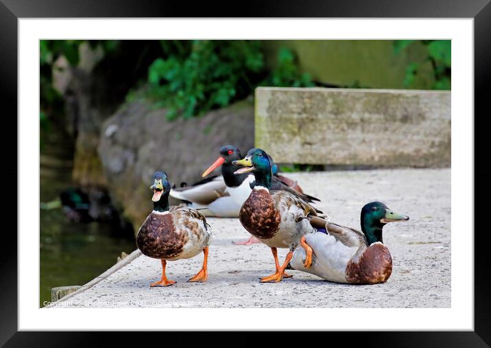 Quackers Framed Mounted Print by Ste Jones