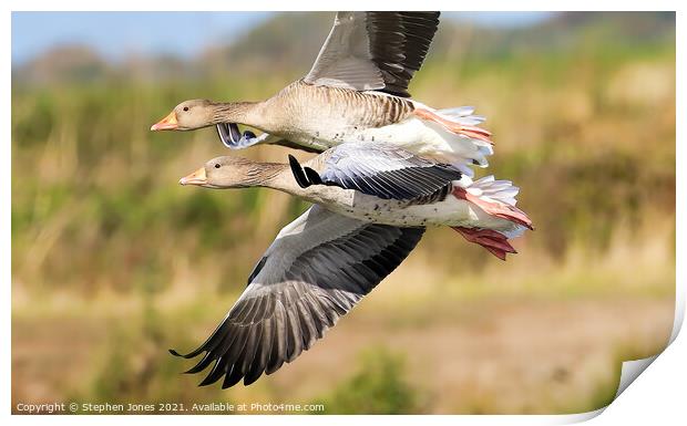 Greylag Geese Print by Ste Jones